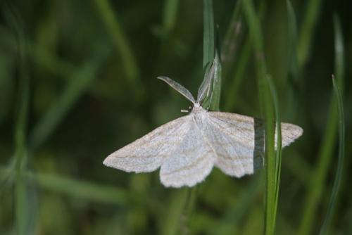 Réf. 183 452 : Perconia strigillaria